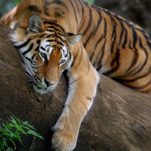 Private cab from Delhi to Jim Corbett National Park for chauffeur-driven safari transfer